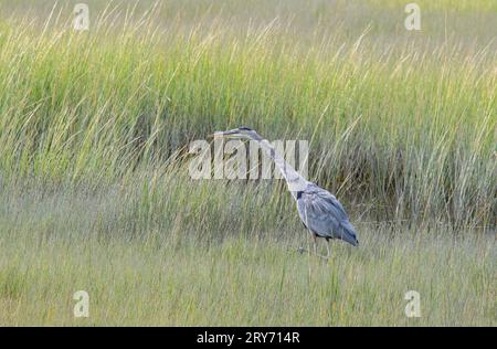 Grand Héron bleu dans les hautes herbes de l'estuaire de la rivière Mattapoisett, Massachusetts Banque D'Images