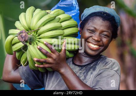 Ghana, Volta-region - une femme vient de récolter un bouquet de bananes sur la plantation Fair Trade de bananes OKE pour l'exportation vers l'Europe. Banque D'Images