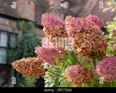 Fleurs en décomposition architecturale de la plante Hydrangea paniculata vanille fraise Renhy. Photographié en automne au jardin RHS Wisley, Surrey Banque D'Images