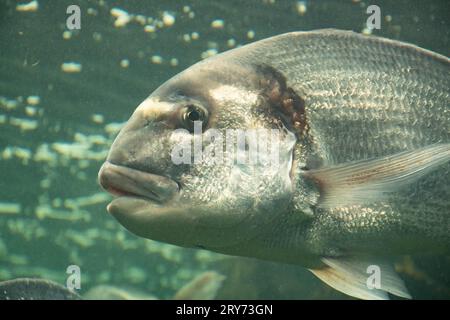 dorade dorade dans un grand aquarium Banque D'Images