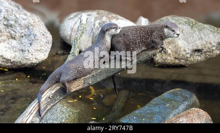 Gros plan de loutre asiatique à petites griffes (Aonyx cinerea) sont animés et ludiques. Banque D'Images