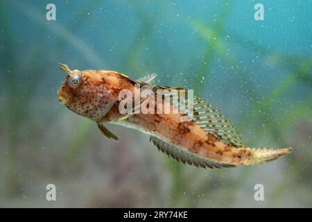 butterfly benny assis sur le fond de la mer Banque D'Images