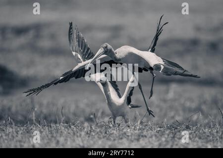 Mono cigogne à bec jaune sur la rive en chasse une autre Banque D'Images