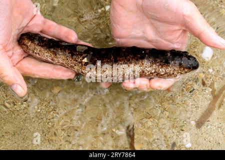 Homme tenant un concombre de mer (échinoderme) en eau peu profonde, plage de Skala, Agistri, groupe des îles Saroniques, Grèce. Prise en juillet 2023 Banque D'Images