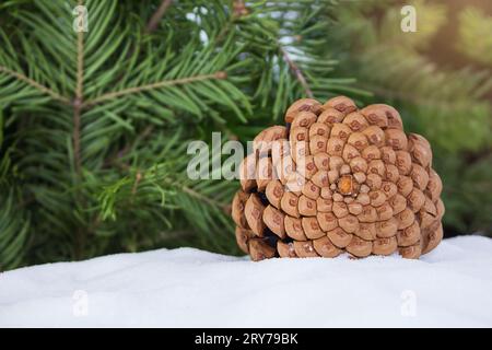 Pomme de pin brun sur neige avec des branches de pin et d'épinette. Carte de célébration des vacances d'hiver enneigée, arrière-plan flou défocalisé. Espace de copie Banque D'Images