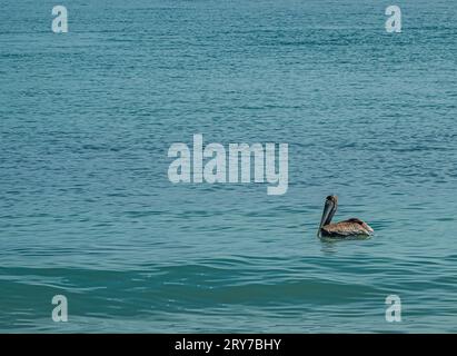 Zihuatanejo, Mexique - 18 juillet 2023 : Pelican gros plan sur l'eau de mer verdâtre à Playa Larga. Banque D'Images