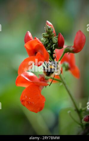 pollinisation des fleurs de haricot commun par le bourdon (bombus) ellingham norfolk angleterre Banque D'Images