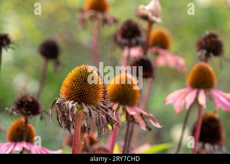 Têtes de graines de fleurs d'échinacée séchées, photographiées en automne dans le jardin RHS Wisley, Surrey, Royaume-Uni Banque D'Images