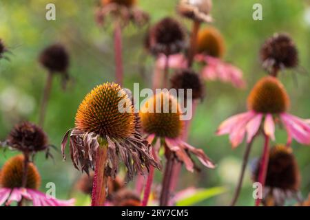 Têtes de graines de fleurs d'échinacée séchées, photographiées en automne dans le jardin RHS Wisley, Surrey, Royaume-Uni Banque D'Images