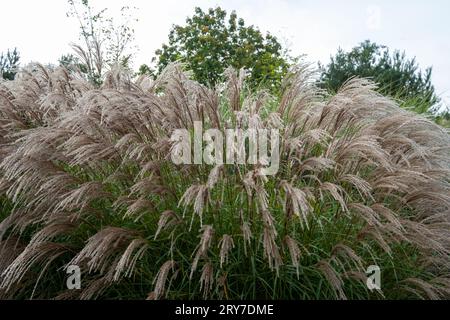 Herbe ornementale à feuilles caduques, du nom de Miscanthus sinensus Flamingo, photographiée fin septembre au jardin RHS Wisley, Surrey, Royaume-Uni. Banque D'Images