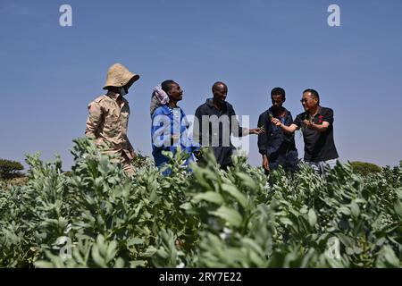 (230929) -- ASMARA, 29 septembre 2023 (Xinhua) -- Liu Yunmin (1e R), expert en cultures légumineuses, communique avec des agriculteurs locaux dans un verger de démonstration d'assistance technique agricole, à Asmara, Érythrée, le 27 septembre 2023. L'agriculture est le pilier de l'économie érythréenne, avec environ les quatre cinquièmes de la population engagés dans l'agriculture et l'élevage. Cependant, le manque de variétés de cultures et la technologie agricole arriérée limitent sérieusement le développement agricole du pays. Afin de promouvoir le développement de l'industrie agricole érythréenne, le Ministère de l'agriculture et des affaires rurales Banque D'Images