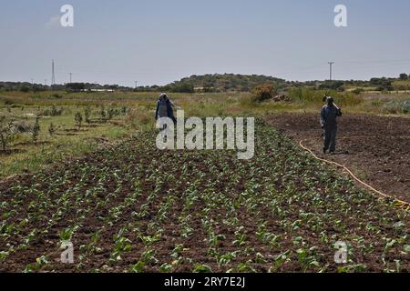 (230929) -- ASMARA, 29 septembre 2023 (Xinhua) -- des agriculteurs locaux travaillent dans un verger de démonstration d'assistance technique agricole, à Asmara, Érythrée, le 27 septembre 2023. L'agriculture est le pilier de l'économie érythréenne, avec environ les quatre cinquièmes de la population engagés dans l'agriculture et l'élevage. Cependant, le manque de variétés de cultures et la technologie agricole arriérée limitent sérieusement le développement agricole du pays. Afin de promouvoir le développement de l'industrie agricole érythréenne, le Ministère chinois de l'agriculture et des affaires rurales a envoyé trois groupes d'experts en Érythrée Banque D'Images