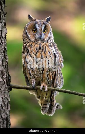 Le grand hibou de l'aigle vole parmi les arbres. Banque D'Images