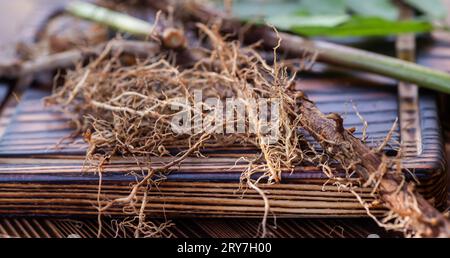 Rhizomes séchés et racines de valériane médicinale. fleurs fraîches de valériane. Ingrédients pour la phytothérapie des médicaments naturels à base de plantes Banque D'Images