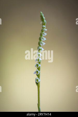 Tresses de dame d'automne, spiranthes spiralis, orchidée sauvage, floraison en automne, Andalousie, Espagne. Banque D'Images