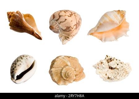 Collection de coquillages de mer isolés sur un fond blanc Banque D'Images