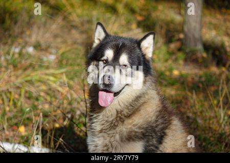 Alaska malamute dans la forêt d'automne Banque D'Images