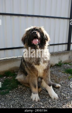 Chien Shepard caucasien chien de race chiot avec la langue dehors au soleil Banque D'Images