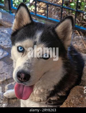 Portrait de Husky sibérien aux yeux bleus et fourrure noire et blanche. Né comme chien de travail, il est actuellement parmi les chiens de compagnie les plus populaires. Banque D'Images