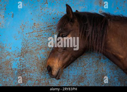 Un portrait de la tête d'une jument châtaignier, debout près d'un mur bleu usé avec une expression effrayée. Fond bleu. Banque D'Images