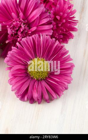 Fleurs daisy rose Banque D'Images