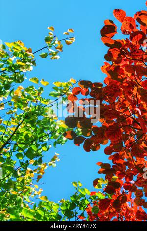 Admirez la beauté captivante des feuilles rouges vibrantes sur les arbres, baignées par la lumière chaude du soleil extérieur dans la Chine pittoresque Banque D'Images