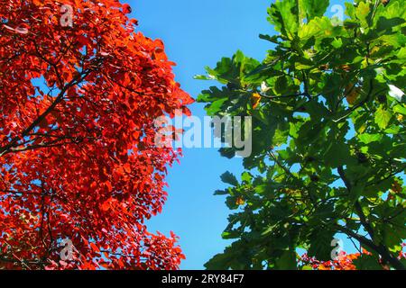 Admirez la beauté captivante des feuilles rouges vibrantes sur les arbres, baignées par la lumière chaude du soleil extérieur dans la Chine pittoresque Banque D'Images