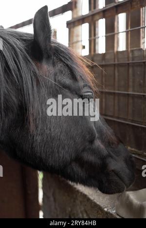 Un gros plan d'un petit poney noir veut lécher le sel dans l'étable. Banque D'Images