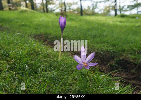 Détail des fleurs sauvages violettes Crocus d'automne ou Crocus nudiflorus dans la forêt d'Oianleku, parc naturel d'Aiako Harria, Gipuzkoa, pays Basque, Espagne Banque D'Images
