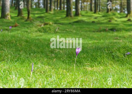 Fleur sauvage pourpre Crocus ou Crocus nudiflorus dans la forêt d'Oianleku, parc naturel Aiako Harria, Gipuzkoa, pays Basque, Espagne Banque D'Images
