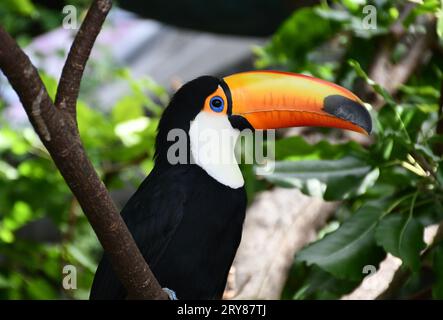 Toucan assis sur un arbre à Dubaï Banque D'Images