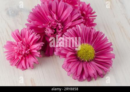 Fleurs daisy rose Banque D'Images