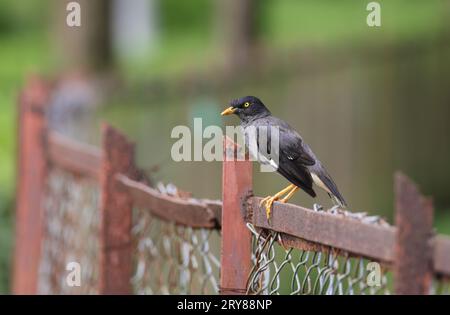 La jungle myna est un éleveur résident commun dans le sud de l'Asie tropicale du Népal, du Bangladesh, de l'Inde. Banque D'Images