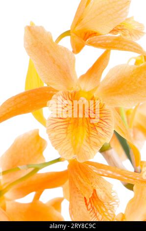 Gros plan de fleurs de dendrobium orange Banque D'Images