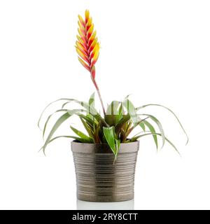 Bromelia fleurs Banque D'Images