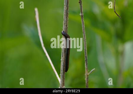 Ommatoiulus sabulosus famille Julidae genre Ommatoiulus millipèdes rayés papier peint d'insecte de nature sauvage, photographie, image Banque D'Images