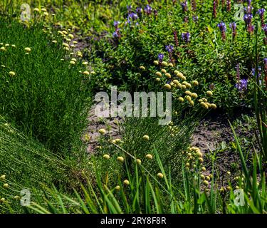 Cancrinia sans pétales. Fleurs jaunes sur un fond d'herbe verte. Cancrinia chrysocephala. Banque D'Images