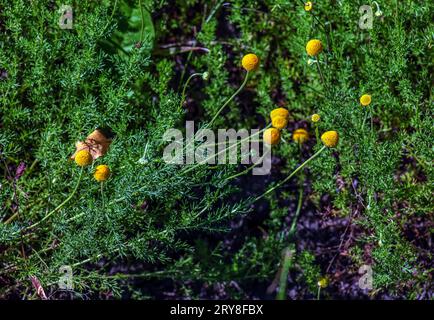 Cancrinia sans pétales. Fleurs jaunes sur un fond d'herbe verte. Cancrinia chrysocephala. Banque D'Images