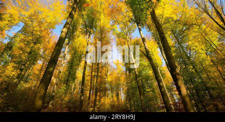 Cimes d'arbres ensoleillées d'automne avec feuilles colorées et ciel bleu. Un grand angle de vue de la profondeur de la forêt par une journée ensoleillée Banque D'Images