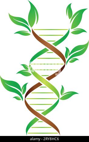 icône de concept de double hélice de brin d'adn végétal vert isolé sur vecteur de fond blanc Illustration de Vecteur