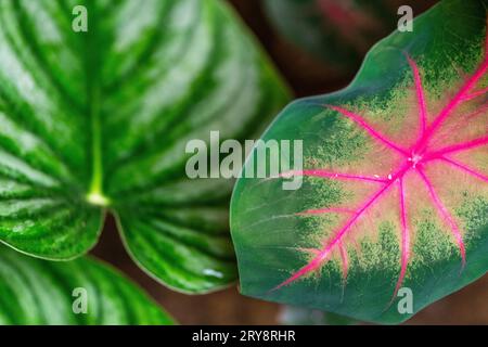 Caladium bicolor dans la forêt tropicale amazonienne, Perú. Banque D'Images