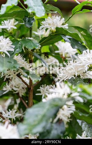 floraison du café dans la forêt amazonienne, perú. Banque D'Images