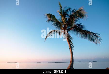 Cocotier (Cocos nucifera) à la lumière du matin, Everglades National Park, Floride, États-Unis Banque D'Images