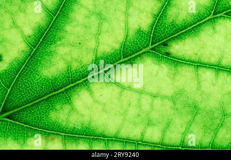 Détail de la feuille de Sycamore (Acer pseudoplatanus), Allemagne Banque D'Images