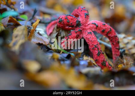 Pieuvre stinkhorn (Clathrus archeri), détail, Hesse, Allemagne Banque D'Images