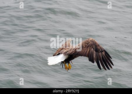 Aigle à tête blanche en vol, oiseau héraldique, fier, majestueux, Prince Rupert, Colombie-Britannique, Canada Banque D'Images