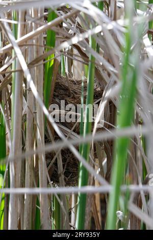 Paruline de Savi (Locustella luscinioides), vieux nid dans les roseaux, Parc naturel du paysage de la rivière Peenetal, Mecklembourg-Poméranie occidentale, Allemagne Banque D'Images