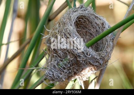 Paruline de Savi (Locustella luscinioides), vieux nid dans les roseaux, Parc naturel du paysage de la rivière Peenetal, Mecklembourg-Poméranie occidentale, Allemagne Banque D'Images