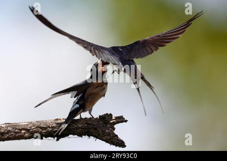 Hirondelle de grange (Hirundo rustica), vieil oiseau donnant de la nourriture aux jeunes oiseaux, parc naturel de la rivière Peene Valley Landscape Park, Mecklenburg-Poméranie occidentale Banque D'Images