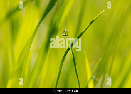 Macro shot, brin d'herbe avec gouttes de rosée, Autriche Banque D'Images